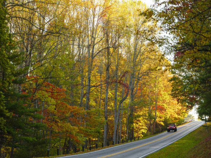 A scenic two-lane road winds through a forest of tall trees with vibrant autumn foliage in shades of yellow, orange, red, and green. A red Jeep drives along the road under the bright afternoon light, capturing the beauty of fall in the mountains.