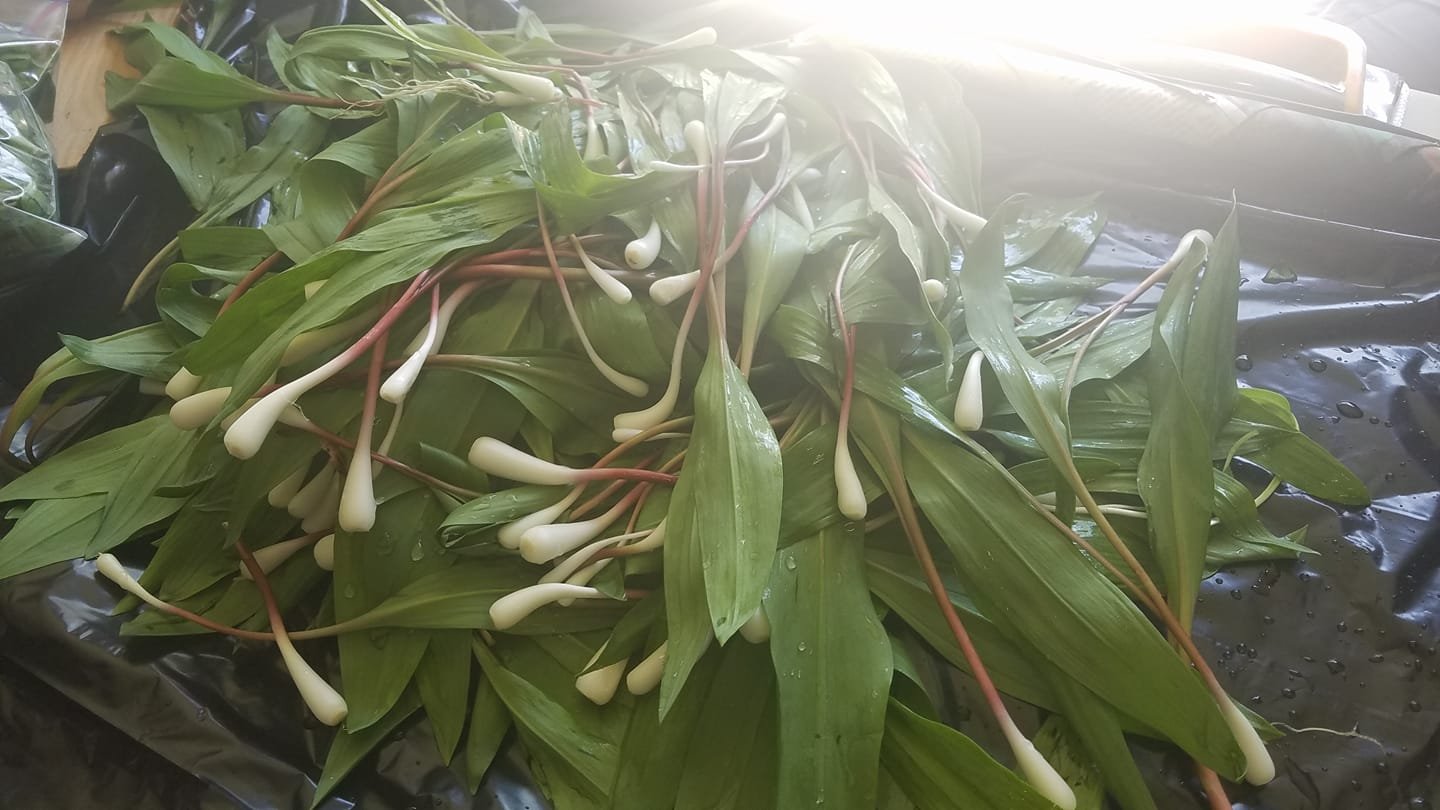 Ramps season still growing strong in the mountains Mercer County WV