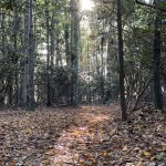 Leaf-covered trail winding through tall trees at the Gardener Center Trails, with sunlight filtering through the dense forest.