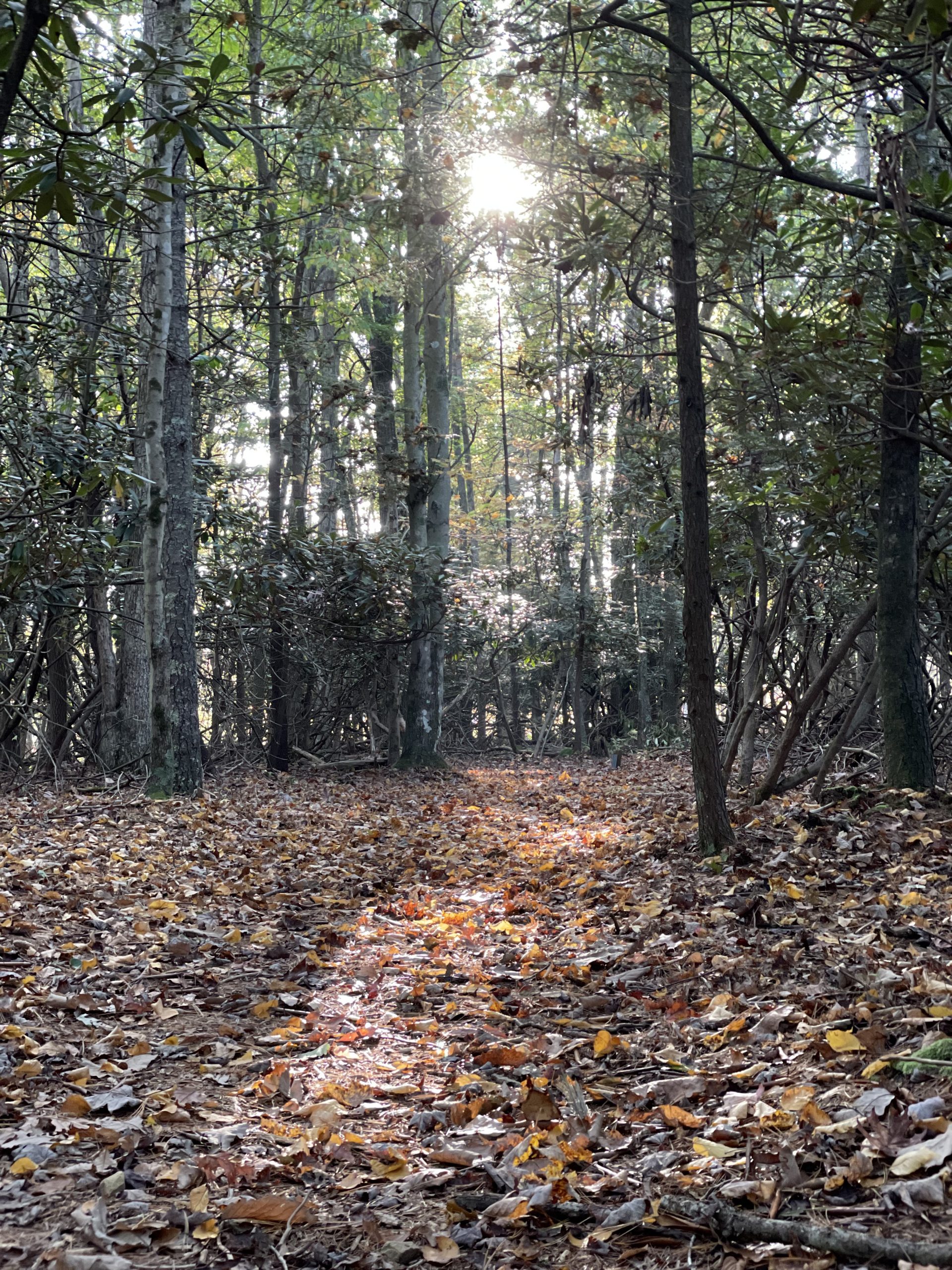 Leaf-covered trail winding through tall trees at the Gardener Center Trails, with sunlight filtering through the dense forest.