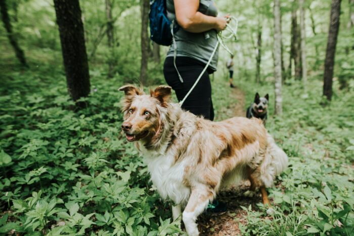 A happy dog with a golden and white coat stands on a lush forest trail, looking ahead while on a leash. Another dog and a hiker can be seen further down the green, tree-lined path, creating a lively outdoor adventure scene.