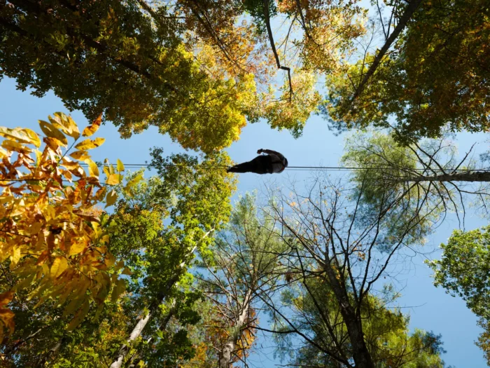A person moves through the tree canopy along a zipline, surrounded by trees of varying species and heights