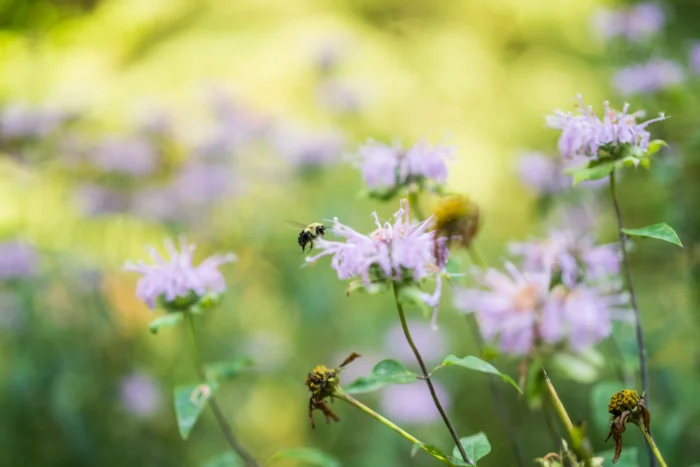A bee lands delicately on the petals of a wild bergamot flower. Numerous other soft pink flowers are visible in the background