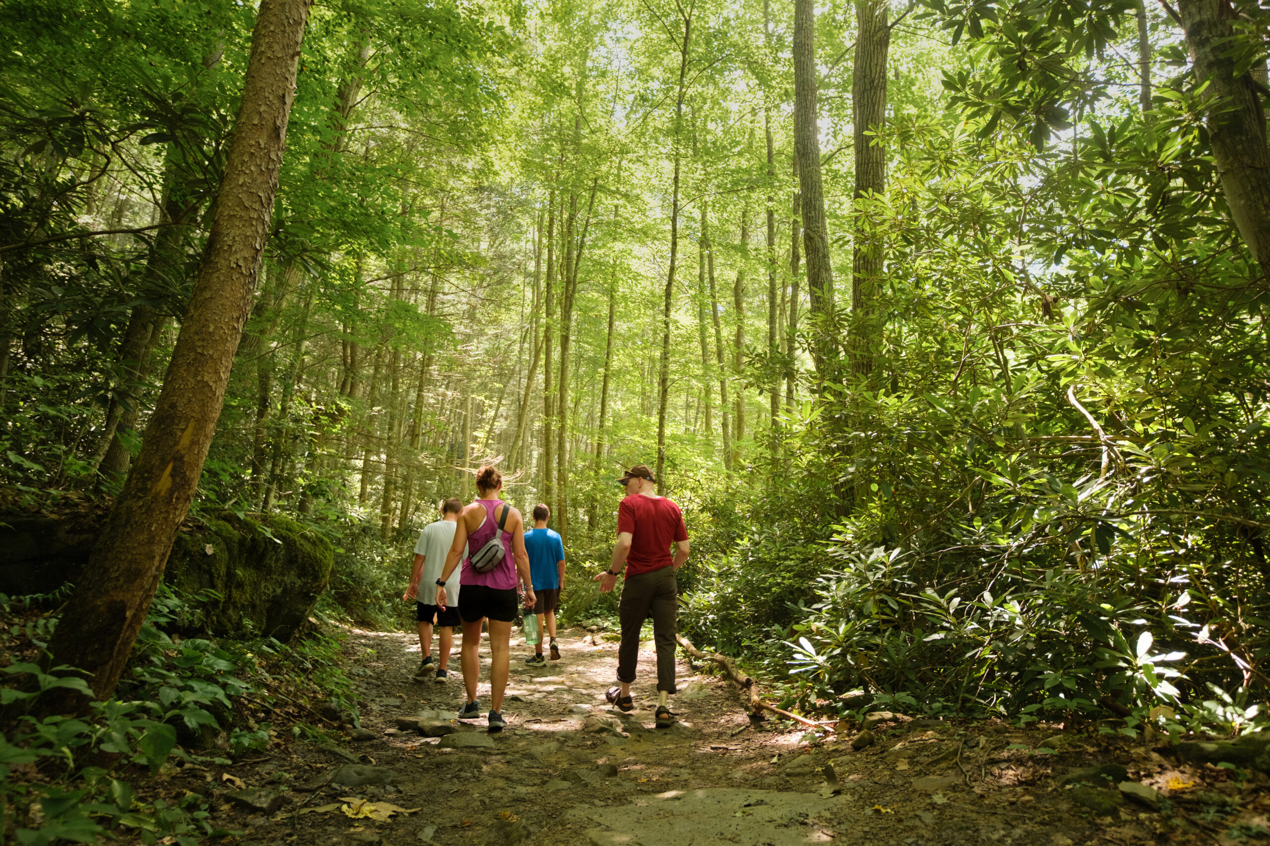 Four people hike along a sunlit forest trail surrounded by tall trees, thick greenery, and dappled light filtering through the canopy.
